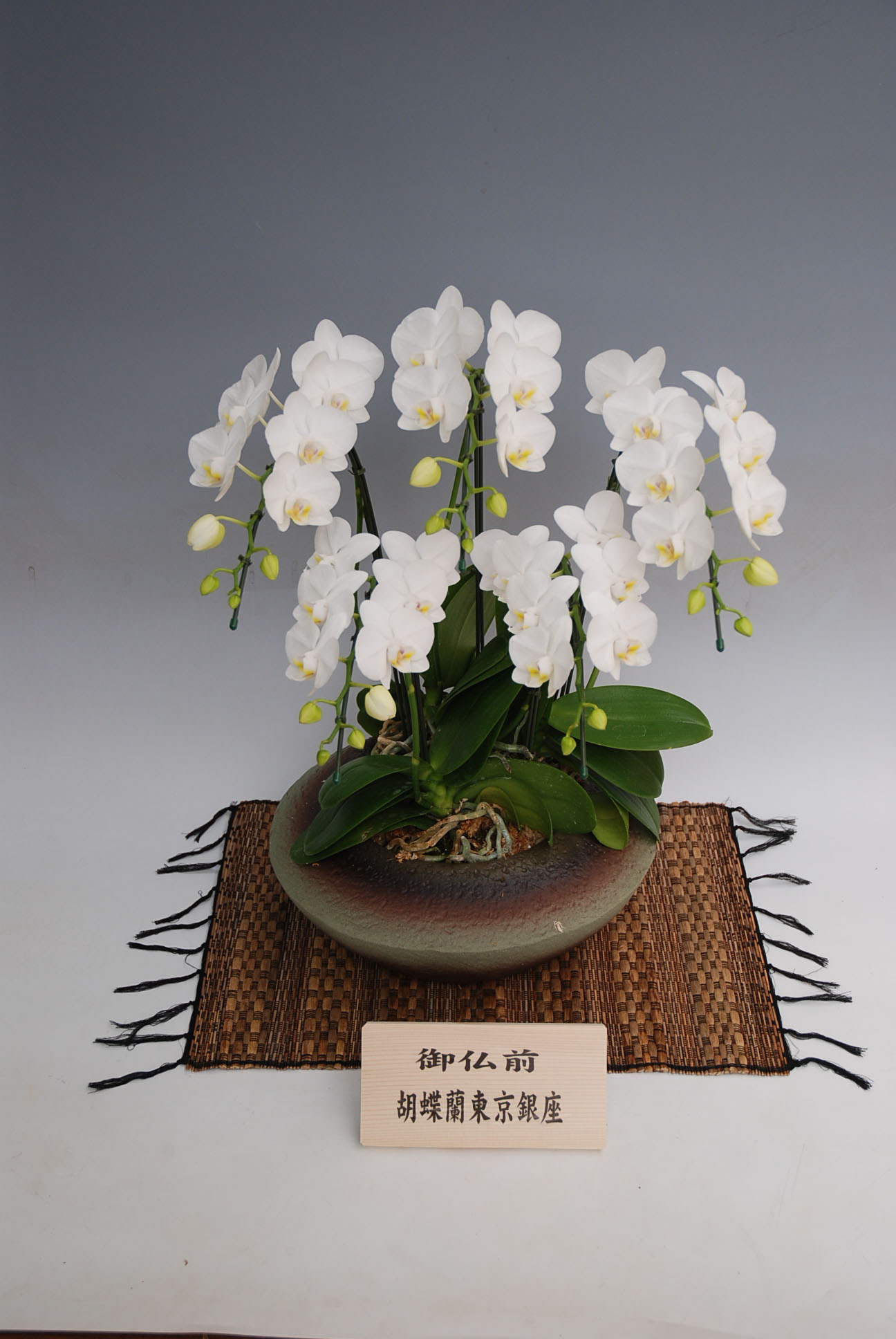 �䋟��2��5��~