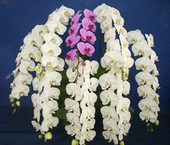 �v���~�A���Ӓ���