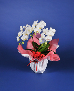 �~�f�B�Ӓ���1���~